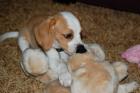 Beagle Welpen geimpft wertvolle . Sie